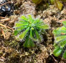 Image result for Drosera burkeana