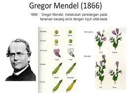 Check spelling or type a new query. Pewarisan Sifat Persilangan Monohibrid Intermediet Dan Dihibrid