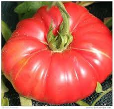 Les Differentes Sortes De Tomates Tomates Potiron Maraicher