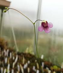 Image result for Genlisea africana