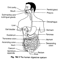 • liver is the largest gland of the body and secretes bile juice. Digestion And Absorption Class 11 Notes Biology Chapter 16 Cbse Tuts