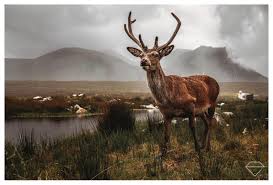Deer Stag Glencoe Scotland Wildlife Photography Colors Of Nature Adorable Unbelievable Stunned Deer Stags Glencoe Scotland Deer
