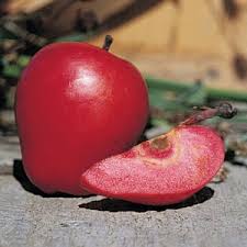 Scarlet salad field greens, cranberries and crispy shallots 6./9. Scarlet Surprise Red Flesh Apple Tree One Green World