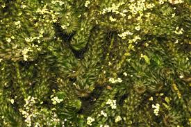 Image result for Lagarosiphon muscoides
