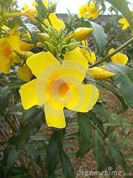 Pin On Allamanda Flower