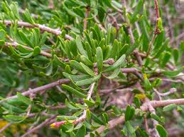 Image result for Stipularia africana