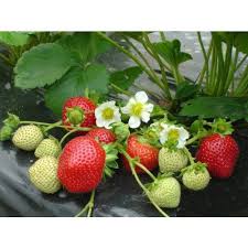 Fresas Maestro Planta De Fresa Tipos De Suelo Ramos De Flores