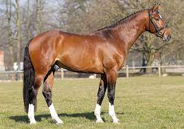 deckhengst viva vulkano deutsches sportpferd sportpferde reitpferd deckhengste