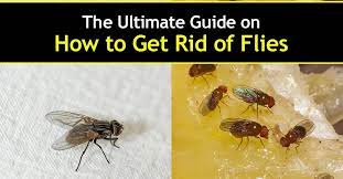 This one is unique as it uses 5 kinds of essential oils including peppermint, lavender, citronella, lemongrass, and rosemary. 6 Clever Ways To Get Rid Of Flies