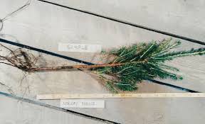 Norway Or European Spruce Picea Abies Conifers Cold Stream Farm