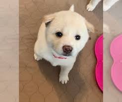 How much do shiba inu puppies cost? Puppyfinder Com Shiba Inu Puppies Puppies For Sale Near Me In Virginia Usa Page 1 Displays 10