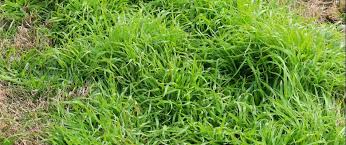 Image result for Poa