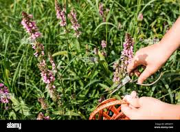Image result for Vitex thyrsiflora