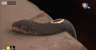 #แม่เบี้ย 🐍🖤 #งูเจ้าเรือนบาป เริ่ม อังคารที่ 27 กรกฎาคมนี้ 20.30 น. Mklvlpgpbvsqxm