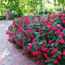 Knockout rose bushes are beautiful and easy to grow, and are known for their simple care requirements, cold hardiness, and disease resistance. Red Double Knock Out Roses For Sale Brighterblooms Com
