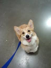Trey After His Haircut I Love Dogs Corgi Obsessive Corgi Disorder