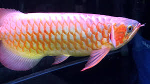Its approximately two fish farms in parit sulong and kangkar senangar. Blood Red Arowana 26 Inch 12 4 2013 Youtube Resep Kuini