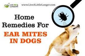 10 Best Home Remedies For Ear Mites In Dogs Dog Remedies Mites On Dogs Dog Ear Mites