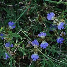 Image result for Blepharis integrifolia