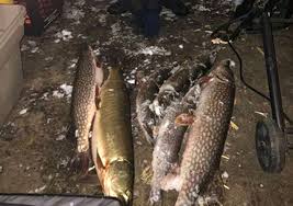 We did not find results for: Ticket Issued For Muskellunge Kept Illegally Vermont Fish Wildlife Department