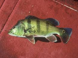 1024 x 683 jpeg 166 кб. Florida S Neglected Peacock Bass Fishing Bass Pro Shops