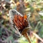 Image result for Elephantopus mollis