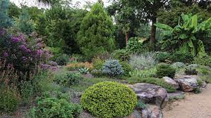 Lobed leaves emerge golden yellow and mature to lime green in the middle of the summer. Be Bold With Fine Textured Plants