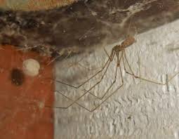 Maybe you would like to learn more about one of these? Cellar Spiders Missouri Department Of Conservation