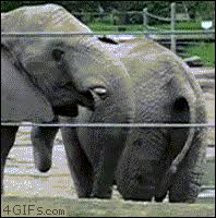 Image result for elephant poop butt gif