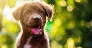 Plaats nu een gratis zoekertje. 101 Unike Navn Til Hunden Din