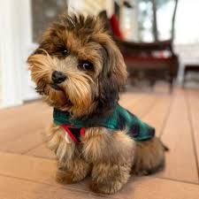 We did not find results for: Havanese Dog Facts 10 Amazing Things You Should Know