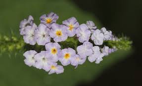 Image result for Heliotropium indicum