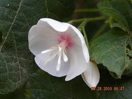 Image result for Dombeya acutangula