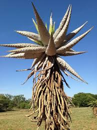 Image result for Casearia gladiiformis
