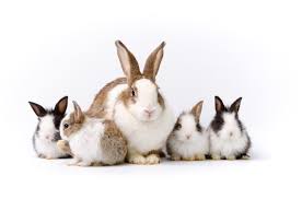 We did not find results for: Premium Photo Adorable Mother With Four Baby Rabbits Isolated