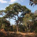 Image result for Brachystegia spiciformis × microphylla