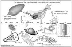 25 Best Goat Parasites And Famacha Images Goats Goat Care