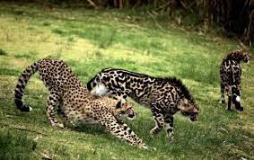King Cheetahs Right Vs A Standard Cheetah Left Cheetah Wallpaper Cheetahs Animals Wild