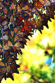 Forming dense clusters in the tops of euc. Monarch Butterflies Of Pismo Beach California