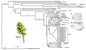 Image result for Polystachya melanantha