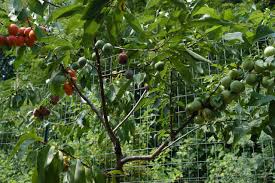 In fact, there are over 20 trees across the united states just like that, thanks to the meticulous work of contemporary artist, sam van aken. Tree Of 40 Forty Fruit Sam Van Aken Cbs News