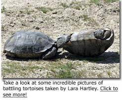 Desert Tortoise Desertusa