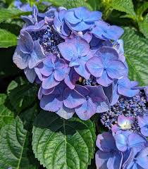 Image result for Hydrangea macrophylla