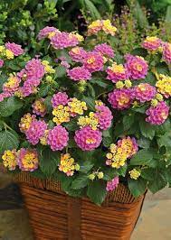 30 Best Drought Tolerant Plants That Grow In Lack Of Water Container Flowers Container Plants Plants