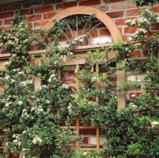 It can also cover the ground to hide rock piles, tree stumps, refuse heaps, and more. 7 Ideas For Vine Supports To Take Your Garden To The Next Level Decor Report