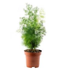 Double purple rose of sharon read more Asparagus Densiflorus Myriocladus Asparagus Densiflorus Myriocladus Evanthia