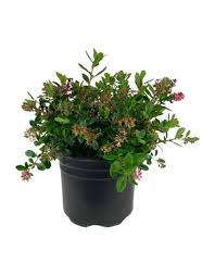 Image result for Escallonia