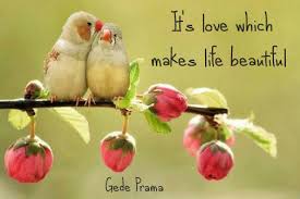Its Love Which Makes Life Beautiful Pretty Birds Beautiful Birds Birds