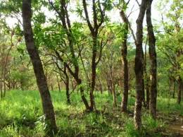 Image result for Landolphia eminiana