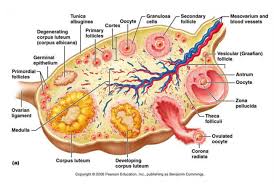Ovary Of Female Www Aireurbano Com Human Anatomy Organs Human Anatomy Ar Reproductive System Female Reproductive System Anatomy Female Reproductive System